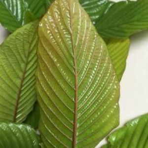 siti puja rahira profile icon