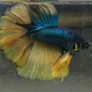 Munipah profile icon