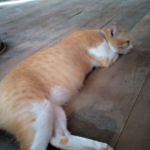 วรลักษณ์ ตั้งหมั่น profile icon