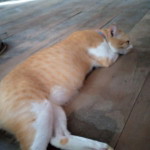 วรลักษณ์ ตั้งหมั่น profile icon