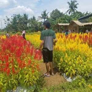 Sarwono profile icon