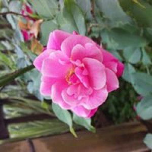 Andriyani profile icon