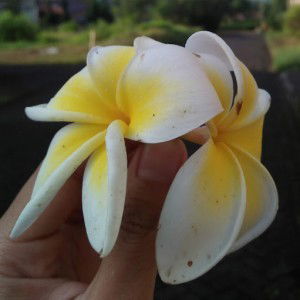 Linda Afsari profile icon