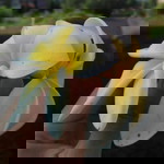 Linda Afsari profile icon