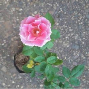 Selvi Nuroktaviani profile icon