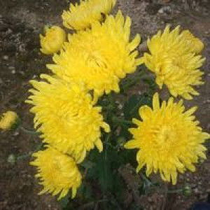 Ellisa TW profile icon