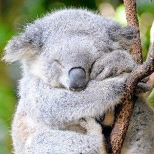 Prawita Ayri profile icon