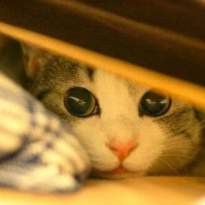 Siti Afiqah Binti Mohamed Tahir profile icon