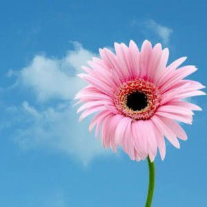 Clauii Parrs profile icon