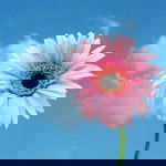 Clauii Parrs profile icon