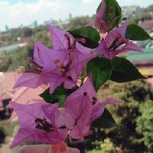 Sri Kustiyani profile icon