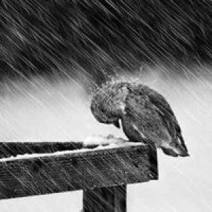 ใง อ้วน profile icon