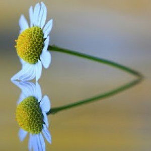 Gokila natarajan profile icon