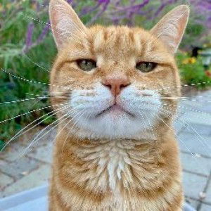 Dita Oktaviani Putri profile icon