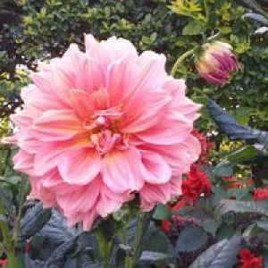 Malu Insum Naurabac profile icon