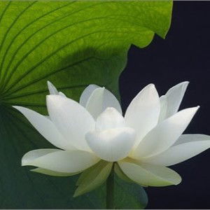 Trương Thảo Ly profile icon