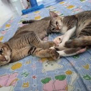 Lianty Alken profile icon