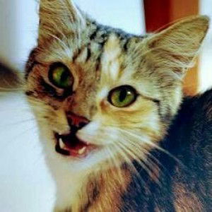 MIAU MIAU profile icon