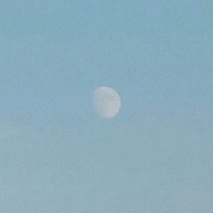 roses rosie profile icon