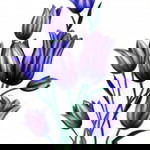 aishah burn profile icon