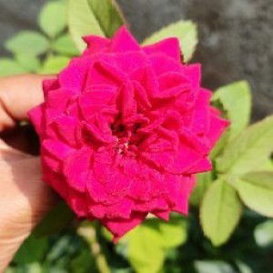 Aluri Prasanthi profile icon