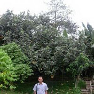 Supi Saipul profile icon