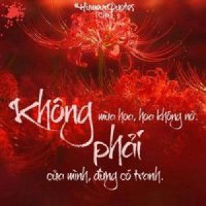 Quang Mai profile icon