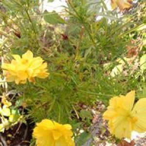 Putri Iren Lesdianti profile icon