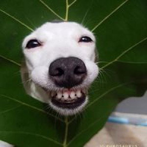 Yu Yuii profile icon