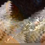 Setangkai Doa profile icon