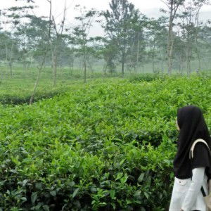 Nurhamidah profile icon