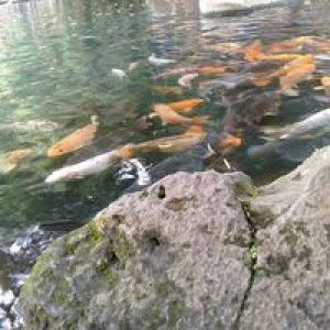 Avivah Amoorea profile icon