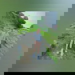 Charlene Palacay profile icon