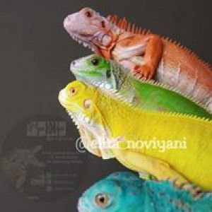 Elita Noviyani profile icon