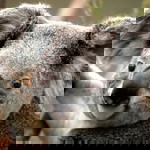 Rahma Wati profile icon