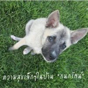 กนกรัตน์ ศรีสิงห์ profile icon