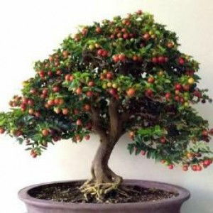 Shinta Trisnawati profile icon