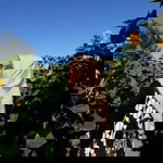 Anis Anjarni profile icon