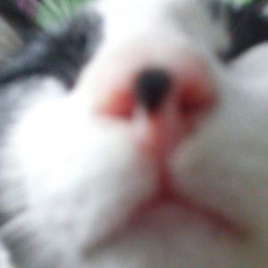 pummm puiii profile icon