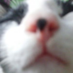 pummm puiii profile icon