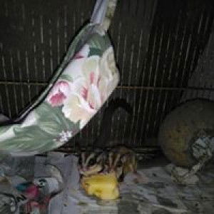 Sofiah Ghazali profile icon