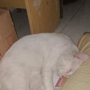 Kryzztiina Shiie Puthrii Brrem-bremm profile icon