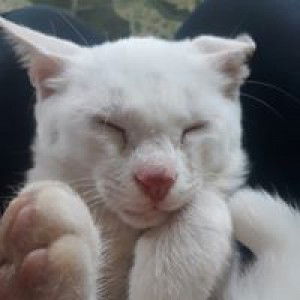 Nur Azizah profile icon