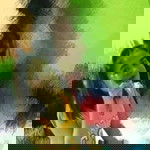 Tack Pornpawee profile icon
