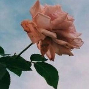 Eka Prasetya Ayuningtiyas profile icon