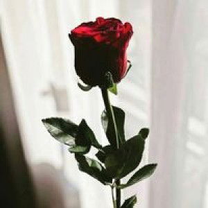 Febi Mawan Riana Hariadi profile icon