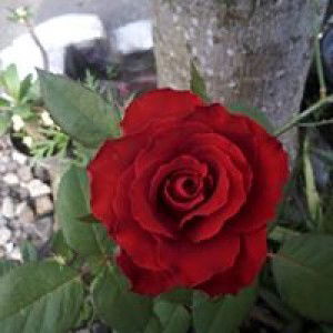 Syafa AlKhaiy profile icon