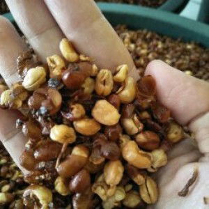 asmie clouds profile icon