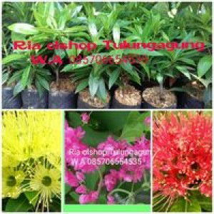 Ria Erliawati profile icon