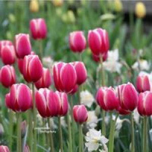 Adelheid profile icon